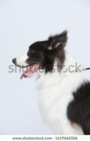 The border collie poses and poses against a white background