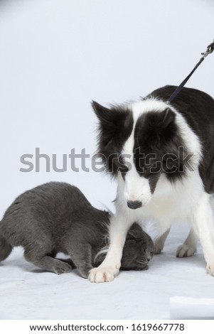 A border collie plays with a gray cat on a white background