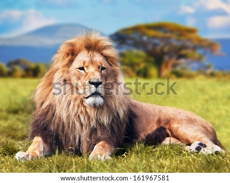 Big lion lying on savannah grass. Landscape with characteristic trees on the plain and hills in the background Royalty-Free Stock Photo #161967581
