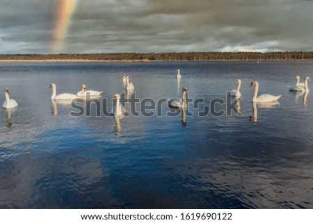 Swans Swimming on a Calm Lake in Latvia with Rainbow