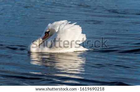 Swan Swimming on a Calm Lake in Latvia