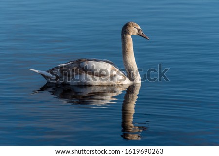 Young Swan Swimming on a Calm Lake in Latvia