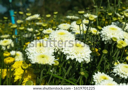 These are white flowers that bloom and have yellow stamens called Chrysanthemum or Mun's flower or Mother's flower. And sacred flowers