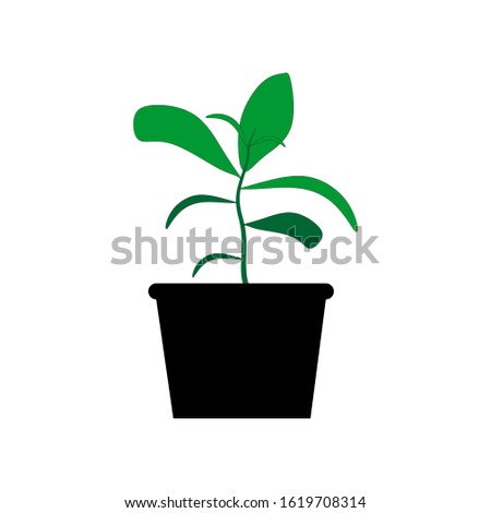 Ficus plant in pot isolated on the white background