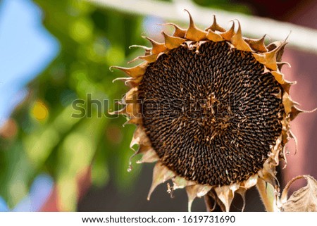 Dried sunflower is waiting for harvest.