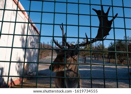 Deer behing square fence in winter