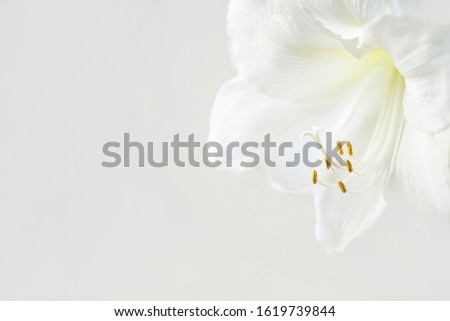 Beautiful white Amaryllis flower, large flowering Moonlight, or Luna isolated on white background. Copy space. Beautiful white macro flower. Soft dreamy image. White flower background. 