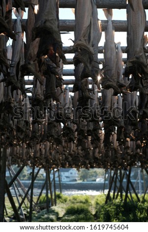 Drying stockfish in lofoten islands. Typical norwegian fish and world famous. In svolvaer town and Ballstad.