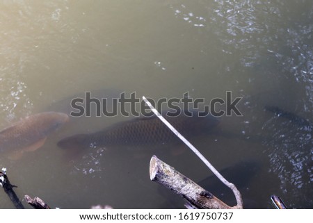 natural tilapia fish in river, picture is blur because shooting from real river.