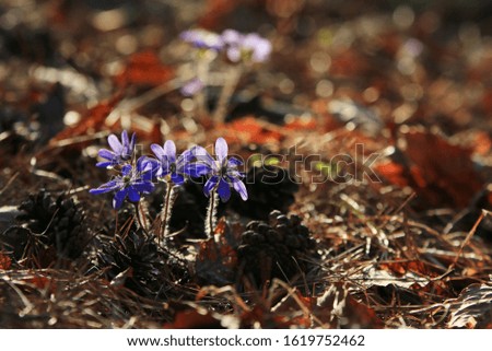 There are fallen leaves piled up on the ground and pink hepatica flowers blooming in between. And its shining in the sun. Out Focus picture.