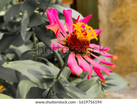 Macro photography of pink flowers at the garden with green background