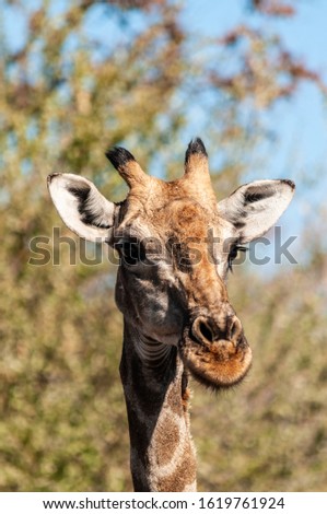 Closeup of Angolan Giraffe’s - Giraffa giraffa angolensis- head sticking out from the bushes of Etosha National Park, Namibia.