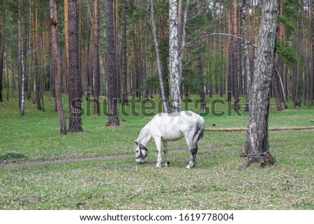 Two racehorses in the pasture on the background of the Altai mountains.