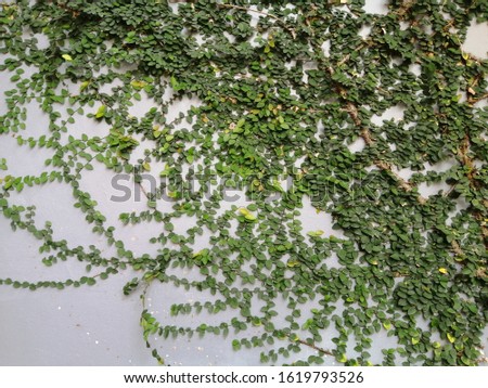 The small plants on the wall background. Rusty of small plants on the wall. The space of density​ of leaves on the wall background. Green plants for​ background​