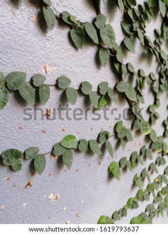 The small plants on the wall background. Rusty of small plants on the wall. The space of density​ of leaves on the wall background. Green plants for​ background​
