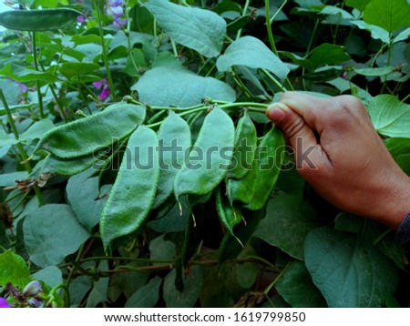 Hyacinth Beans in the garden holded with hand Royalty-Free Stock Photo #1619799850