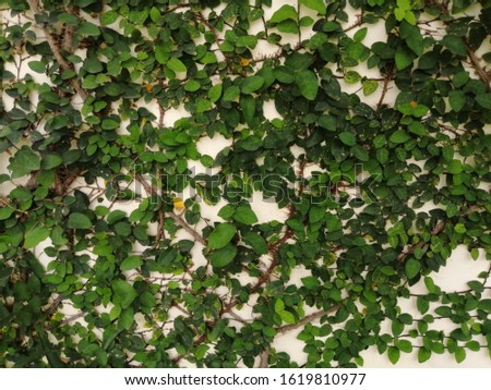 The pattern of small leaves of plant​ on​ the​ wall​ background. Green plants on the wall texture