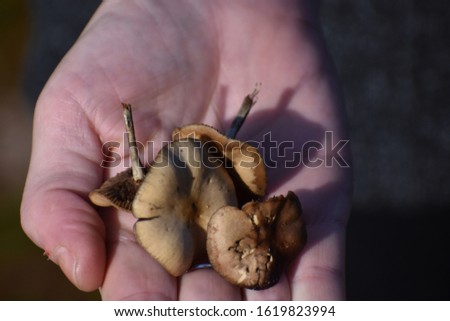 Hand Holding Magic Mushrooms Psilocybe Cyanescens Wavy Cap Psychedelic .