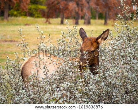 Close-up of a young female deer eating in the bush during an indian summer roadtrip on the icefield parkway in Banff National Park, Alberta, Canada.