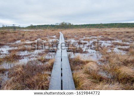 Wooden trail through typical wetland area (Ombrotrophic moore). Bog lakes between bonsai size pine trees. Colorful turf land covered with peat mosses and swamp grass. Suursoo raised bog, Estonia. Royalty-Free Stock Photo #1619844772
