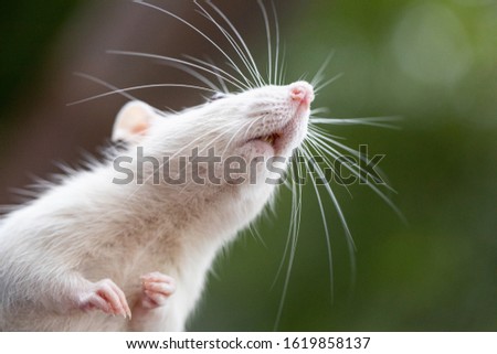 Fancy rat macro photography outdoors
