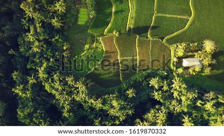 Top view or aerial shot of fresh green and yellow rice fields in Bali, Indonesia.Tegallalang rice fields in Indonesia