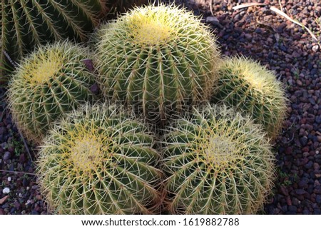 Big round green cactuses with long spikes
