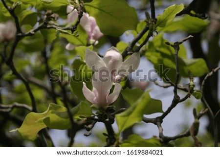 Magnolia buds begin to bloom
