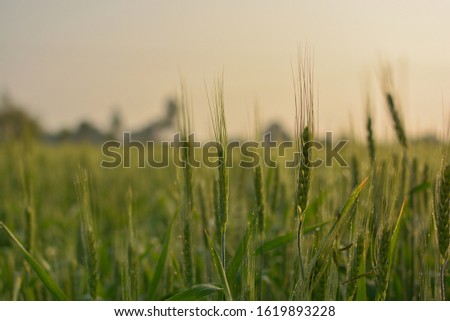 Common wheat seed farming agriculture photography morning evening closeup green ripe season dewdrops fresh 
