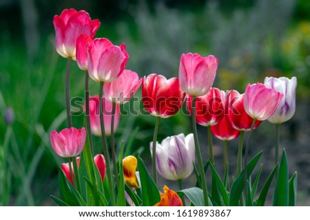 Fresh flowering tulips in springtime garden, beautiful early tulipa gesneriana flowers in bloom, various colors, bunch of romantic flowers Royalty-Free Stock Photo #1619893867