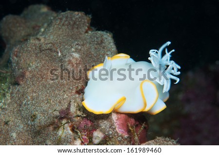 Sea Slug _ Ardeadoris egretta