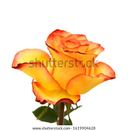 A flower of rose. Isolated on white 