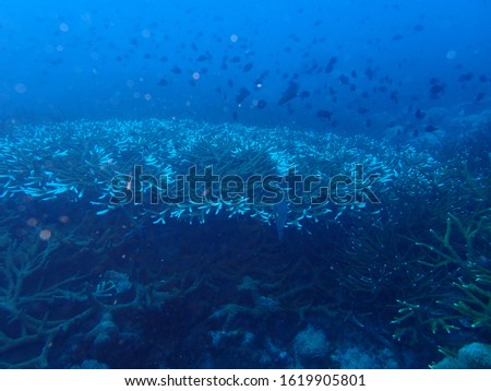 the underwater photo of hard coral reef at the bottom of deep sea under scuba diving trip in the sea of Andaman