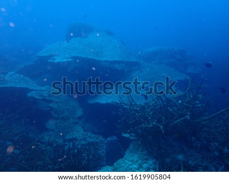 the underwater photo of hard coral reef at the bottom of deep sea under scuba diving trip in the sea of Andaman
