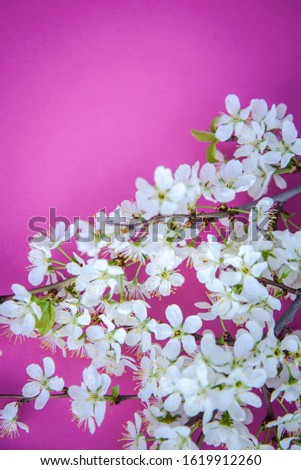White plum blossom branch on a bright pink background with copy space