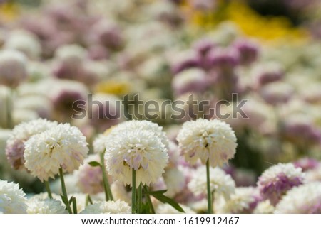 
Beautiful white chrysanthemums on a background of other color chrysanthemums