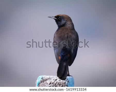Indian robin bird cute image 