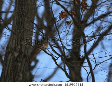 Winter trees, Cardinal bird and blue sky