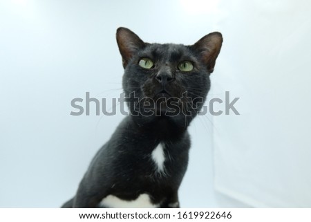 black cat isolated on white background	