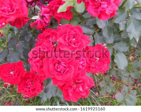 velvety red fully exploded tea roses blooming in late spring