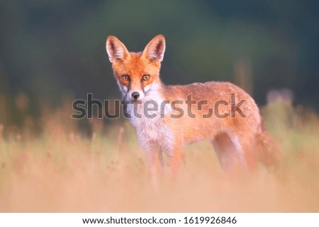 Red fox, vulpes vulpes, standing on a meadow and looking attentively to camera with blurred green background in summer nature. Wild animal with orange fur at sunrise from low angle.