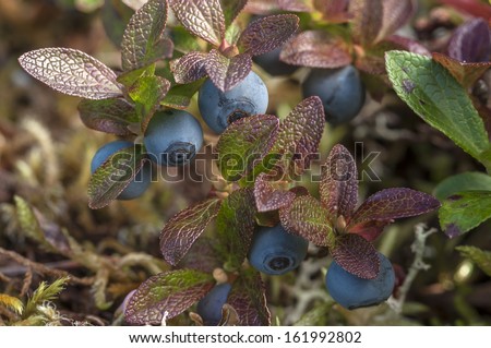 Macro closeup of Vaccinium uliginosum bog blueberry featuring reddened leaves and ripe fruit Royalty-Free Stock Photo #161992802