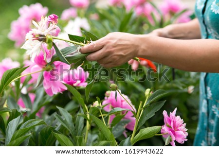 garden pink peonies. Female gardener pruning flowers for a bouquet using secateurs. large photo of hands