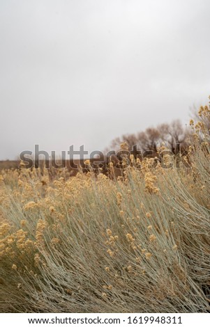 autumn grasses an desert valley California