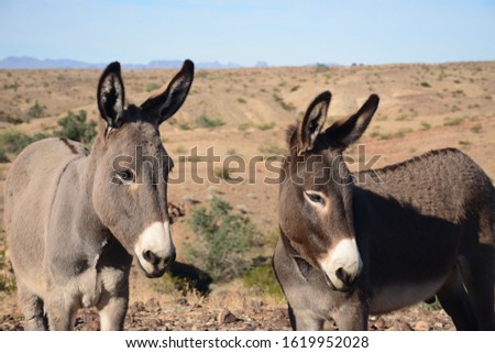 Great profile of two burrros posing for a picture.