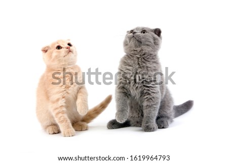 Cat British Shorthair Cat Images And Stock Photos Page 43