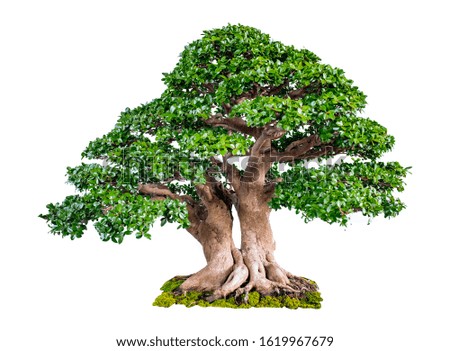 Bonsai Tree Isolated on white background with Clipping Path