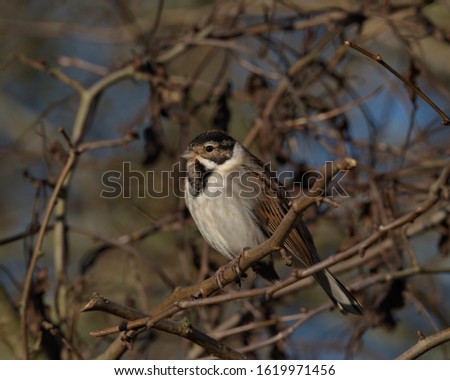 Male Reed Bunting in winter plumage.