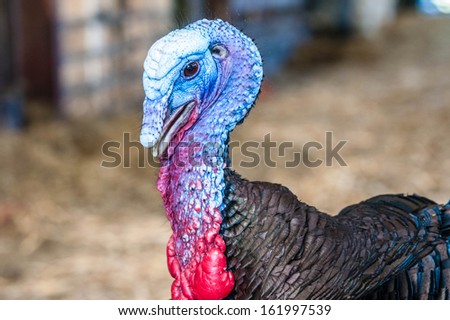 A portrait of a turkey on a farm.