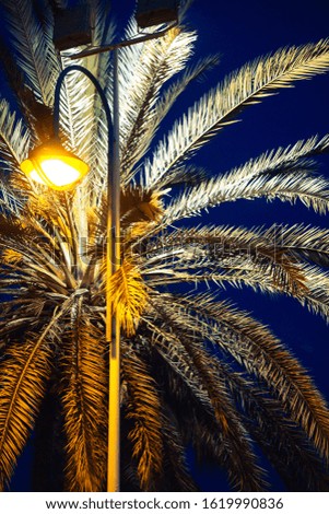 light pole under a palm tree, night view